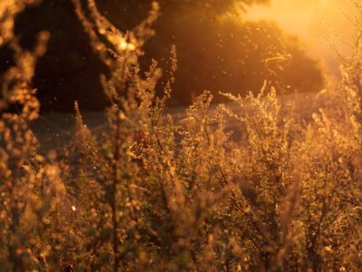 Inspired Health - Integrative + Functional Medicine Center Blog Articles